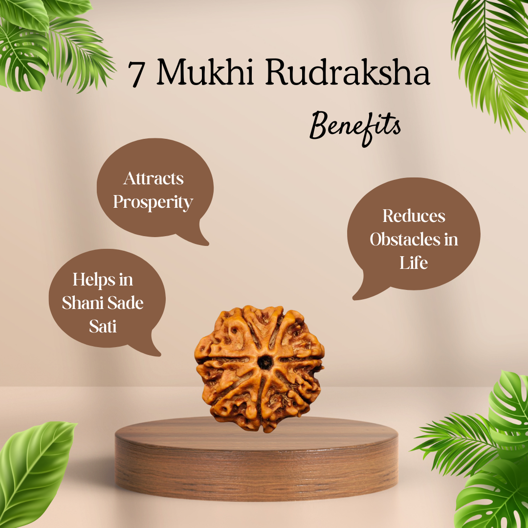 7 mukhi rudraksha saat mukhi