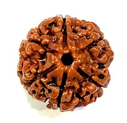 6 mukhi rudraksha original | six mukhi rudraksha | 100% natural rudraksha