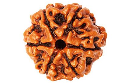 6 mukhi rudraksha original | six mukhi rudraksha | 100% natural rudraksha