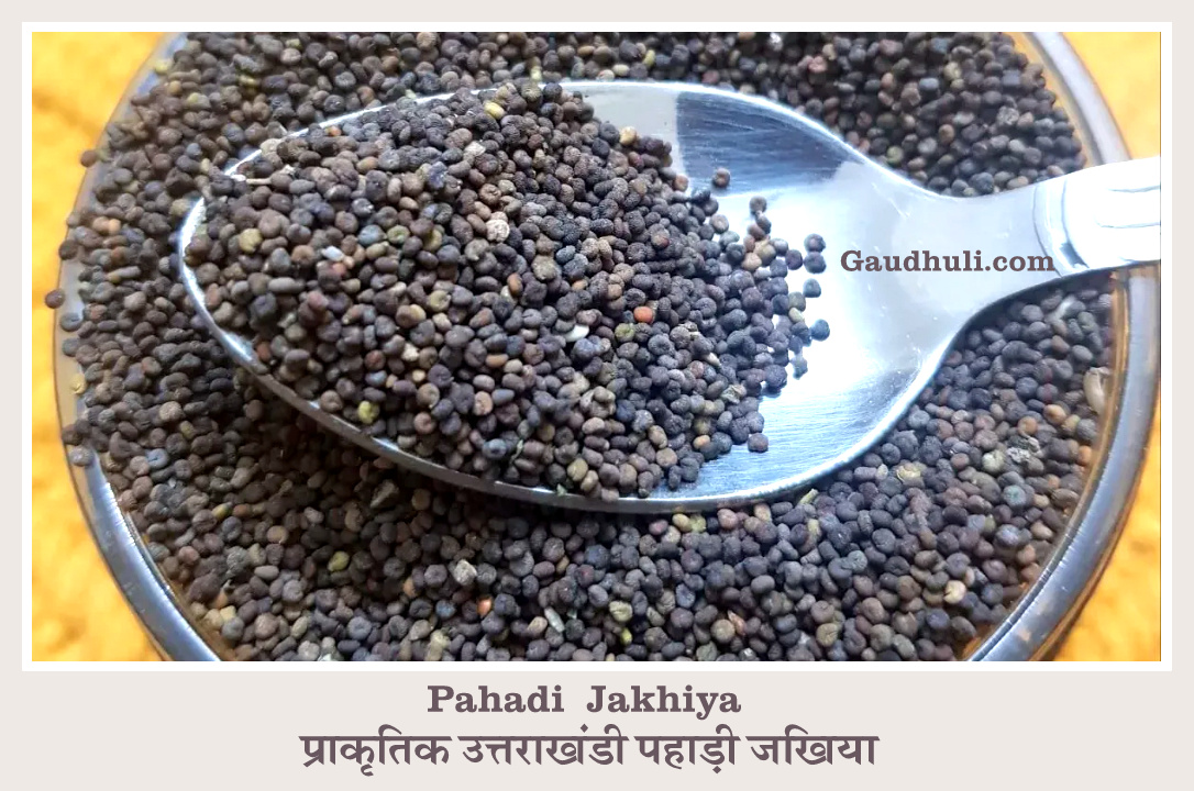 natural pahadi jakhiya seeds / jakhya pure and natural collected from uttarakhand प्राकृतिक उत्तराखंडी पहाड़ी जखिया 80 gm