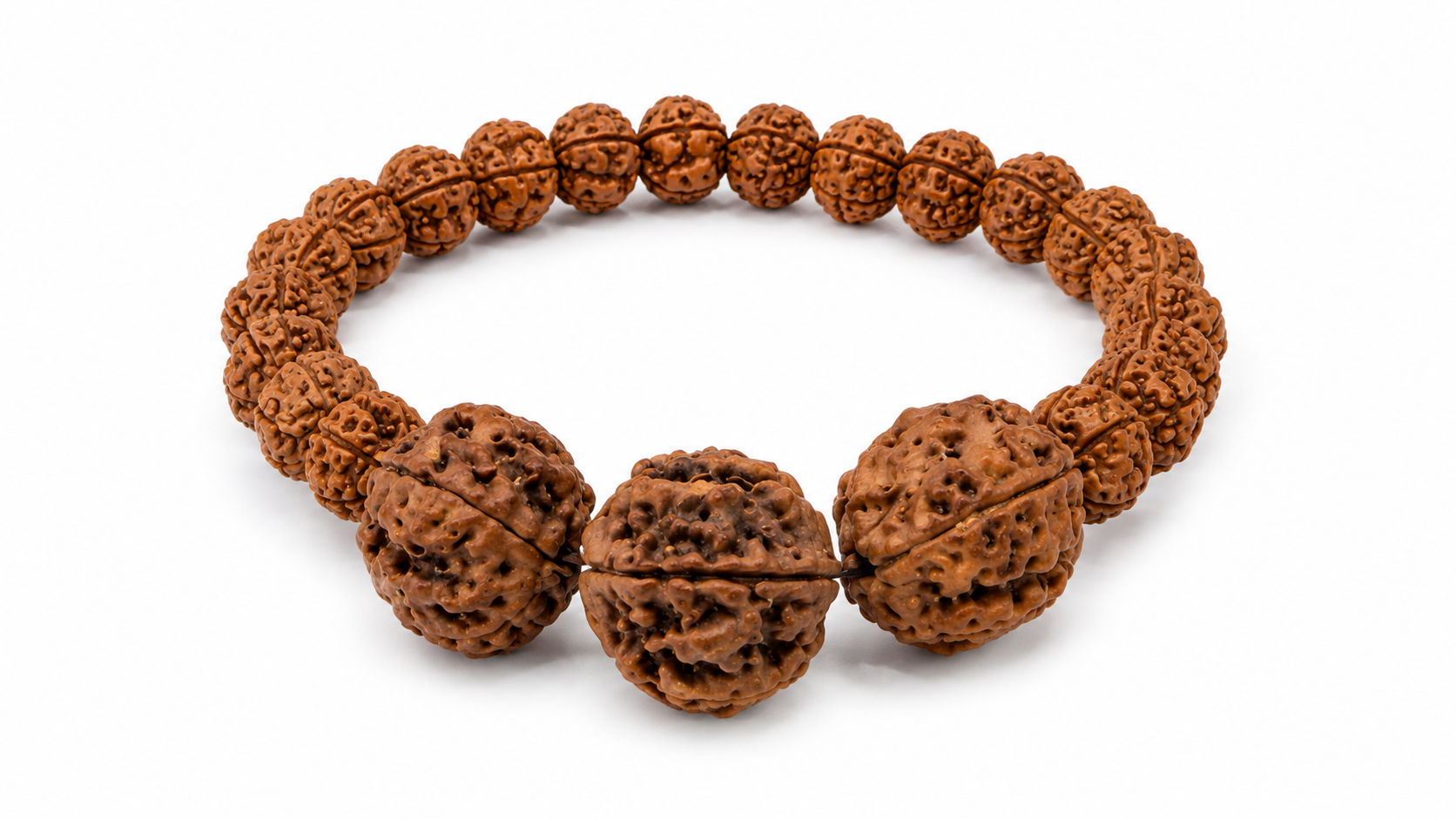 5 mukhi small & big rudraksha bclt